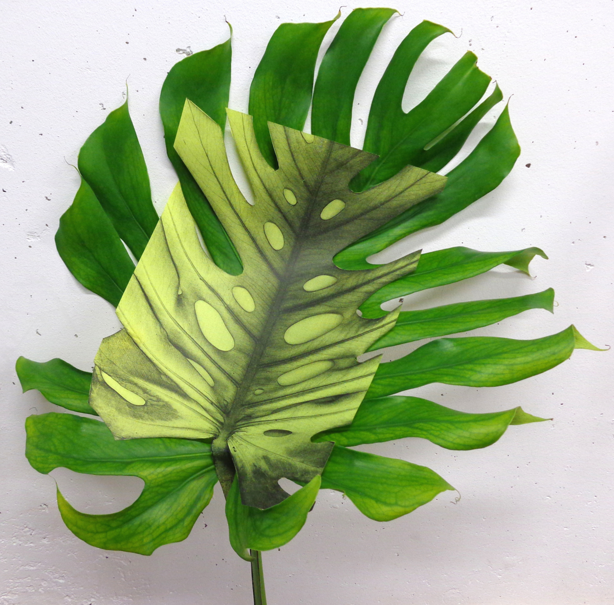 Monstera_deliciosaa